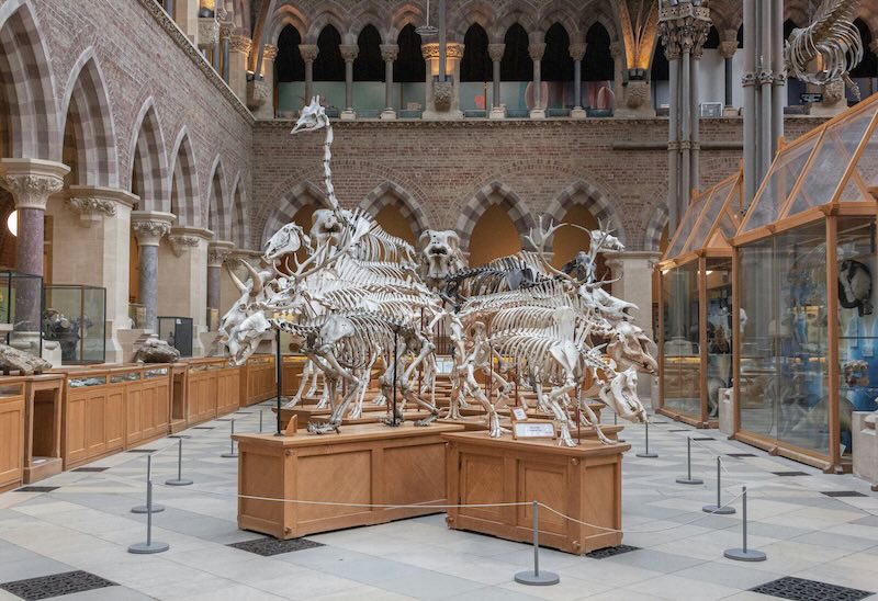 Oxford University Museum of Natural History wedding venue in Oxford