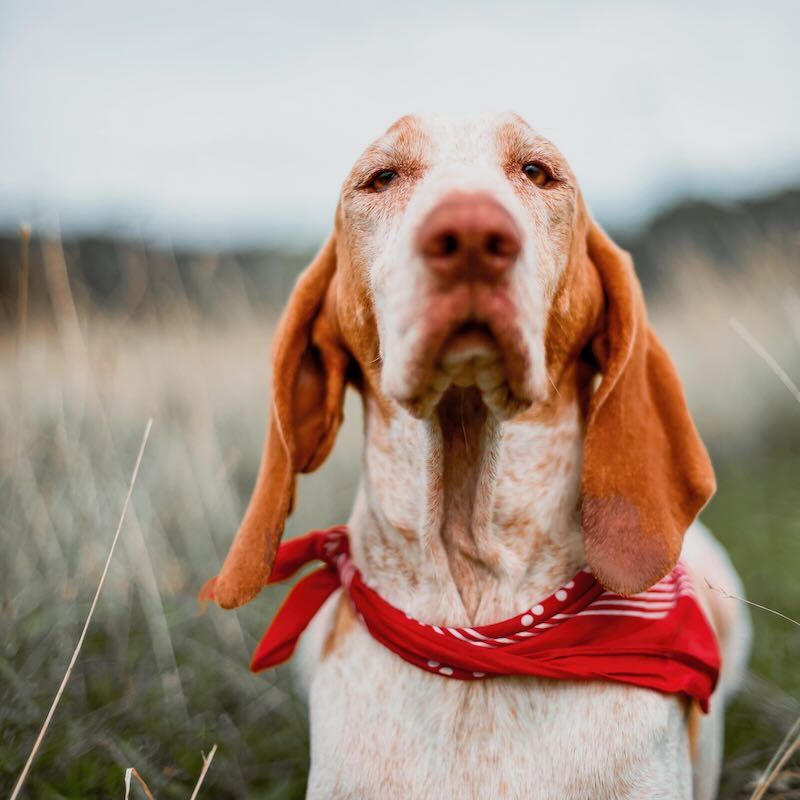 Wilma - Our Bracco Italiano Hound 