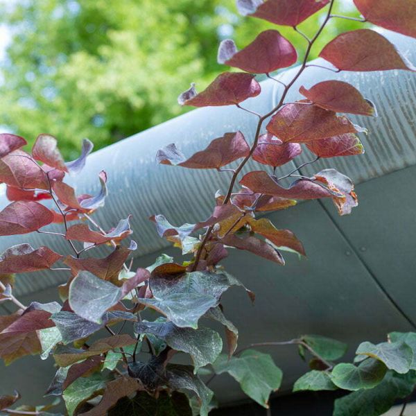 Zinc Guttering with Planting